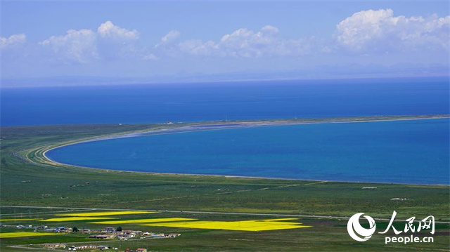 夏季,青海湖碧波荡漾,湖畔草地青翠、油菜耀金。人民网记者 杨启红摄