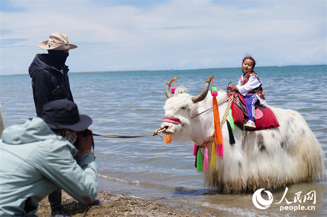 青海湖主景区,游客与“扎着小辫儿”的白牦牛合影。人民网记者 甘海琼摄