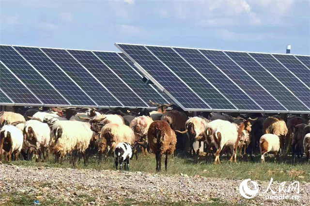 光伏板有羊群,塔拉滩荒漠“绘丹青”,绿进沙成“金”。人民网 马可欣摄