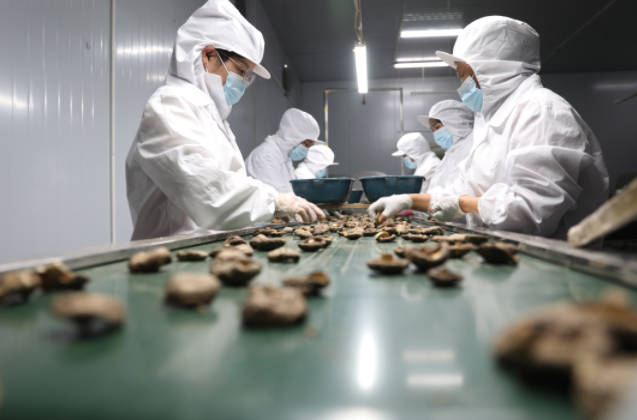 西峡县西坪镇：菌香四溢果满园，茶韵悠长福