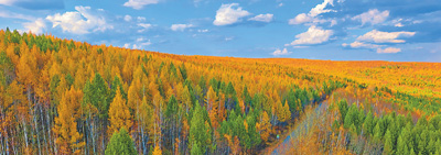 大兴安岭开发建设60周年绿色宝库 底色更