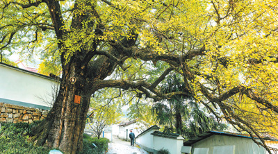 浙江大学生命科学学院赵云鹏团队探寻银杏的