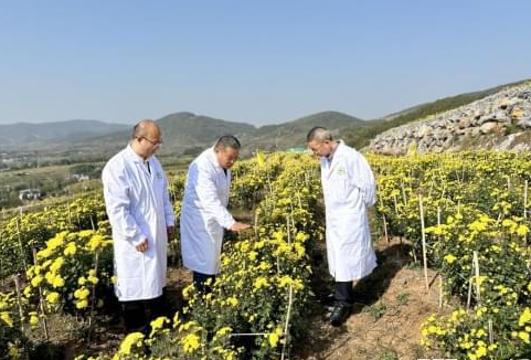 南阳市内乡县：科技之翼助力贡菊绽放