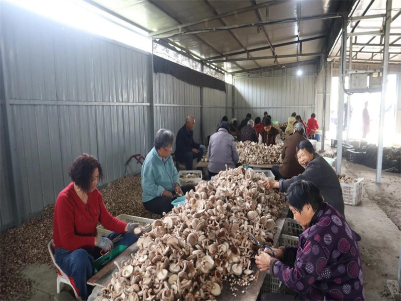 河南淅川县毛堂乡：人大代表助力香菇产业发