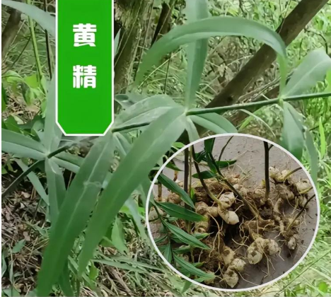 揽秀庄园：黄精产业的璀璨明珠