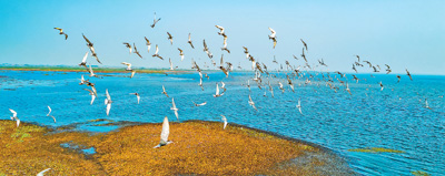 科技守护候鸟越冬（美丽中国）