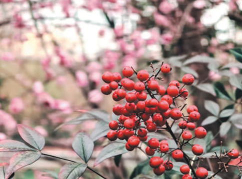  讲述春天的故事（作文角） 