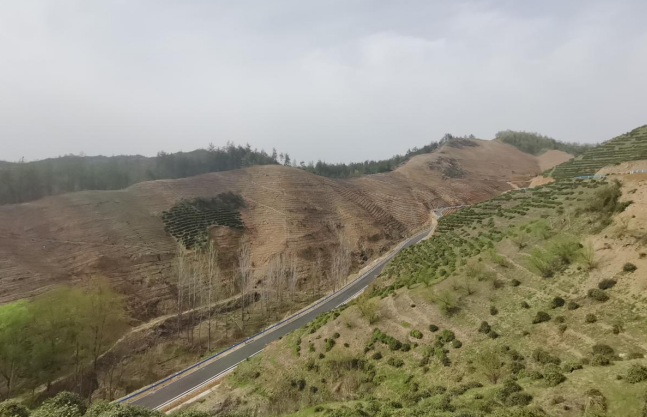 茶香四溢绘振兴画卷 政企联动谱共富新篇