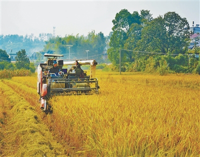 抢！应对连阴雨，秋收一线直击（秋收进行时