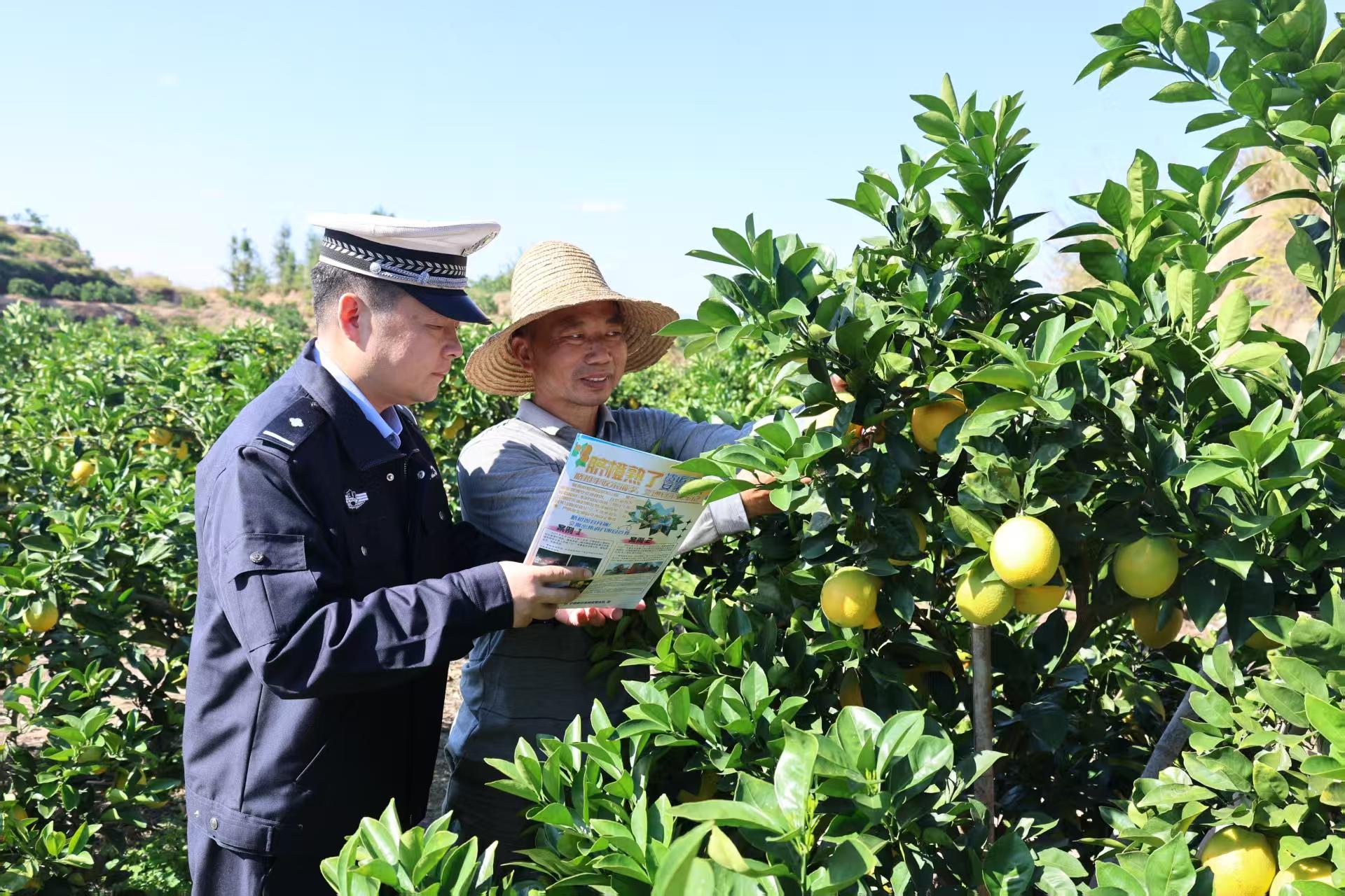 江西宁都：民警进果园 守护丰收季
