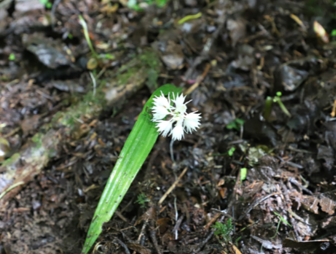 重庆发现近危物种长叶山兰