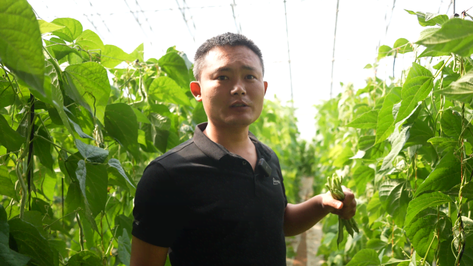 王威种植的无丝豆长势喜人。人民网记者 王天乐摄
