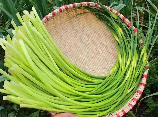 “要蒜薹不”成热梗 多方求解“丰产难丰收”破局之道